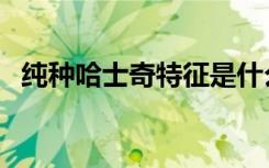 纯种哈士奇特征是什么（纯种哈士奇特征）