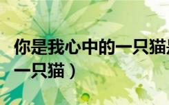 你是我心中的一只猫是什么歌（你是我心中的一只猫）