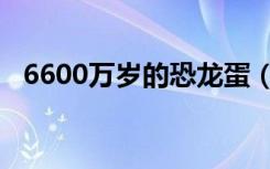 6600万岁的恐龙蛋（6600万年前恐龙蛋）