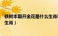 铁树本期开金花是什么生肖和特马（铁树本期开金花是什么生肖）