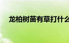 龙柏树苗有草打什么除草剂（龙柏树苗）