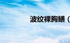 波纹裸胸鳝（波纹裸胸鳝）