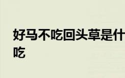 好马不吃回头草是什么意思?答案后面没有草吃