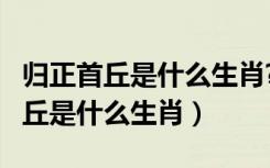 归正首丘是什么生肖?代表什么数字?（归正首丘是什么生肖）