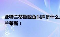 亚特兰蒂斯鲸鱼叫声是什么意思（鲸鱼的叫声为什么是亚特兰蒂斯）
