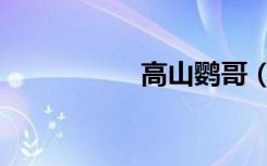 高山鹦哥（爱拍鹦哥）