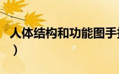 人体结构和功能图手抄报（人体结构和功能图）