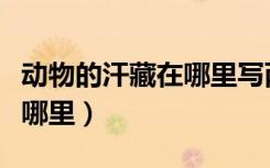 动物的汗藏在哪里写两个动物（动物的汗藏在哪里）