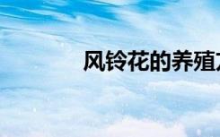 风铃花的养殖方法（风铃花）