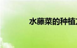 水藤菜的种植方法（水藤菜）