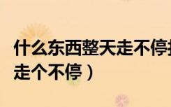 什么东西整天走不停打一生肖（什么东西整天走个不停）