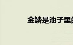 金鳞是池子里的下一句话吗？