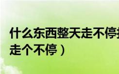 什么东西整天走不停打一生肖（什么东西整天走个不停）