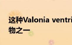 这种Valonia ventricose是最大的单细胞生物之一