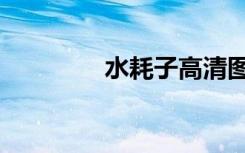 水耗子高清图片（水耗子）