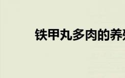 铁甲丸多肉的养殖方法（铁甲丸）