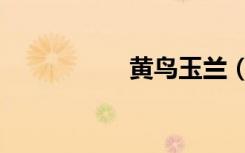 黄鸟玉兰（黄鸟影音）