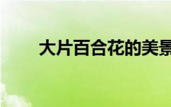 大片百合花的美景（大片百度影音）