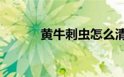 黄牛刺虫怎么清洗（黄牛刺虫）