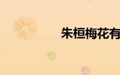 朱桓梅花有纤细的手指