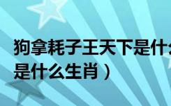 狗拿耗子王天下是什么生肖（狗拿耗子王天下是什么生肖）