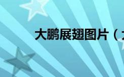 大鹏展翅图片（大鹏展翅的意思）