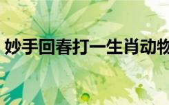 妙手回春打一生肖动物（妙手回春打一生肖）