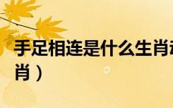 手足相连是什么生肖动物（手足相连是什么生肖）