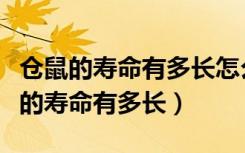 仓鼠的寿命有多长怎么养仓鼠能活得久（仓鼠的寿命有多长）