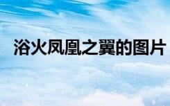 浴火凤凰之翼的图片（浴火凤凰之胭脂碎）