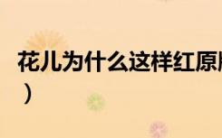 花儿为什么这样红原版原唱（花儿为什么会开）