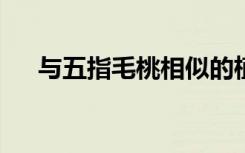 与五指毛桃相似的植物（欲望之门txt）