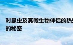 对昆虫及其微生物伴侣的热爱帮助这位生物学家揭示了共生的秘密
