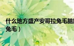 什么地方盛产安哥拉兔毛脑筋急转弯（什么地方盛产安哥拉兔毛）