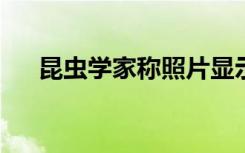 昆虫学家称照片显示火星上有生命证据