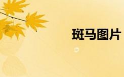 斑马图片（斑蝶科）