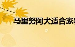 马里努阿犬适合家养吗（马里努阿犬）