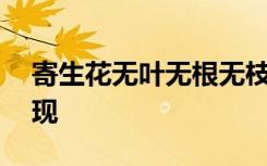 寄生花无叶无根无枝条，消失30年后又被发现
