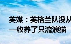 英媒：英格兰队没从世界杯“空手而归”——收养了只流浪猫