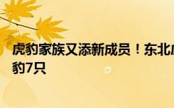 虎豹家族又添新成员！东北虎豹国家公园监测到幼虎10只幼豹7只