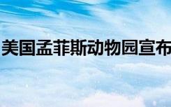 美国孟菲斯动物园宣布归还大熊猫丫丫和乐乐