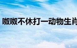 呶呶不休打一动物生肖（呶呶不休打一生肖）