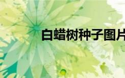 白蜡树种子图片（白蜡树种子）