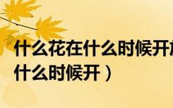 什么花在什么时候开放拟人句作文（什么花在什么时候开）