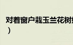 对着窗户栽玉兰花树好不好（对着窗户吹喇叭）