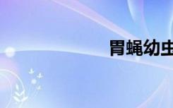 胃蝇幼虫（胃蝇）