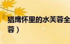 猎鹰怀里的水芙蓉全本txt（猎鹰怀里的水芙蓉）