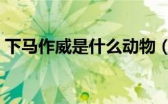 下马作威是什么动物（下马作威是什么生肖）