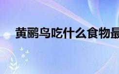 黄鹂鸟吃什么食物最好（黄鹂鸟吃什么）