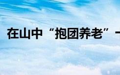 在山中“抱团养老”十年：曾是同事兼猎友
